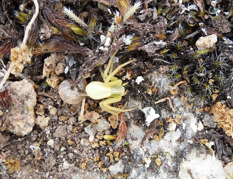 Runcinia grammica